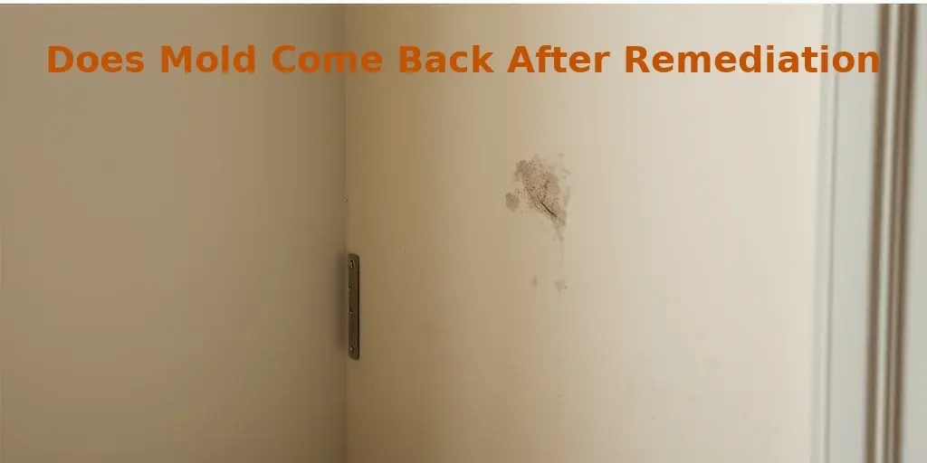 Does Mold Come Back After Remediation?