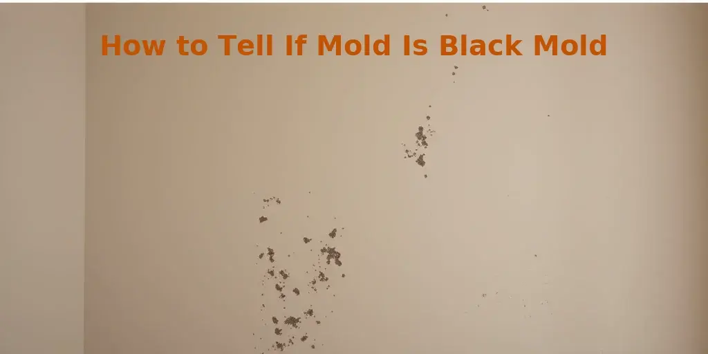 How to Tell If Mold Is Black Mold